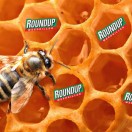 Roundup honey