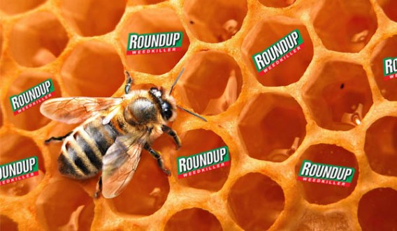 Roundup honey